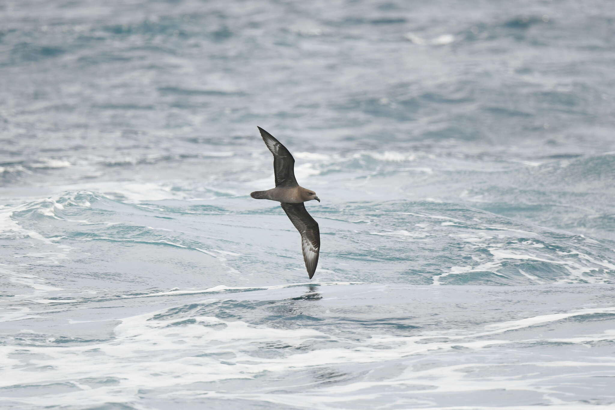 Providence Petrel media - Encyclopedia of Life