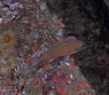 Image of Squarespot rockfish