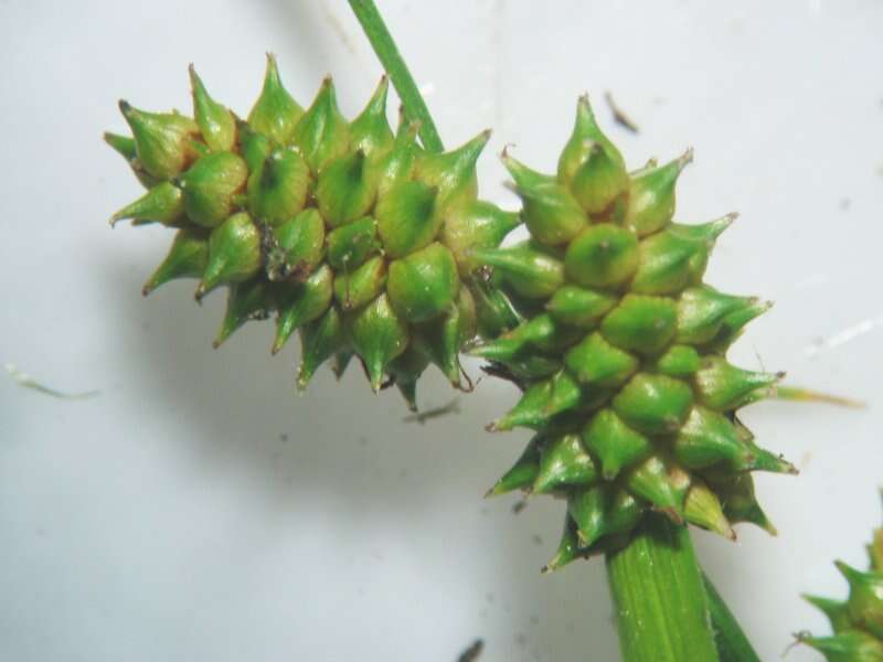 Image of Carex viridula