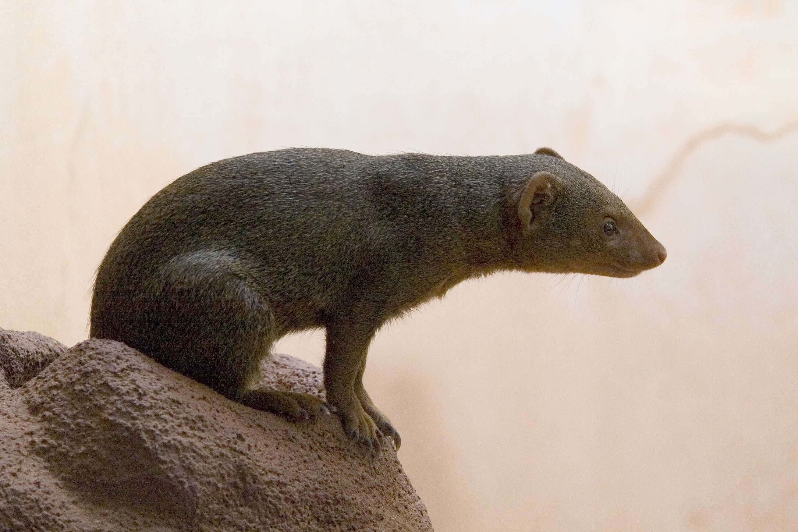 Image of Dwarf mongooses