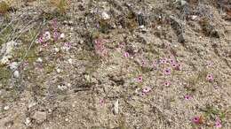 Image of Palomar monkeyflower