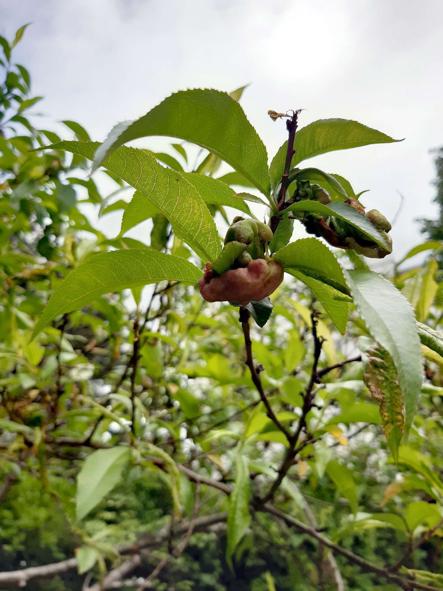 Plancia ëd Taphrina deformans (Berk.) Tul. 1866