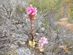 صورة Satyrium carneum (Aiton) Sims