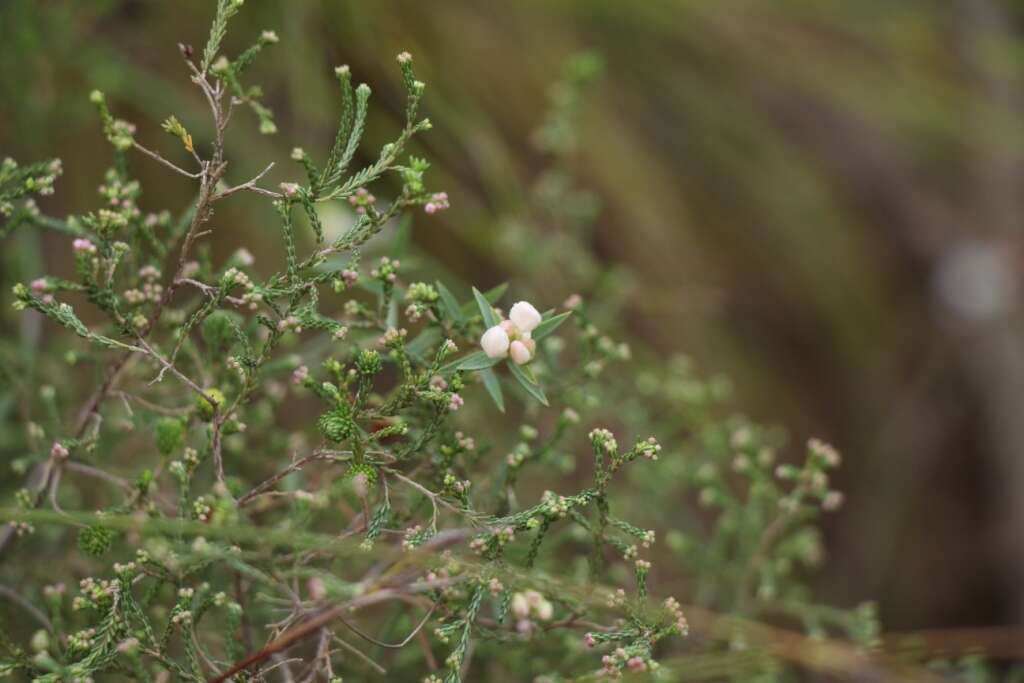 Image of Lachnaea burchellii Meissn.