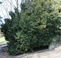 Image of Taxus × media