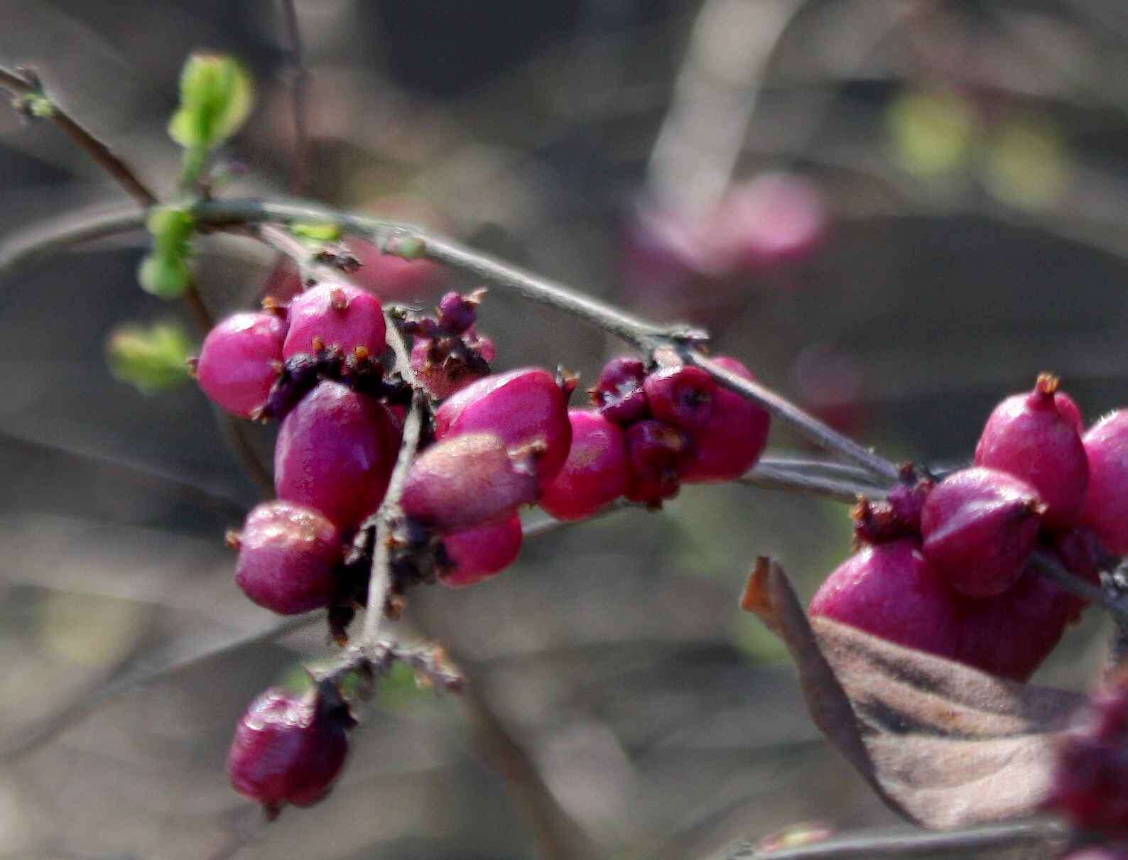 Image of coralberry