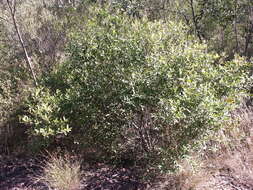 Image of Cooneana Olive