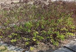 Image of Japanese meadowsweet