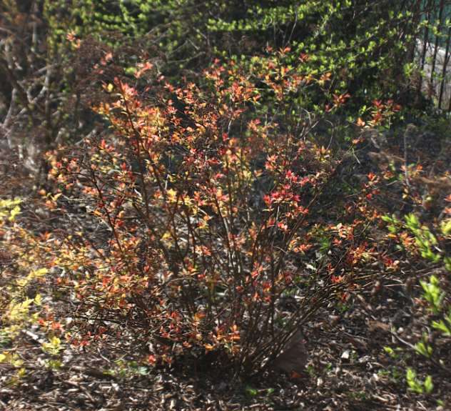 Image of Japanese meadowsweet