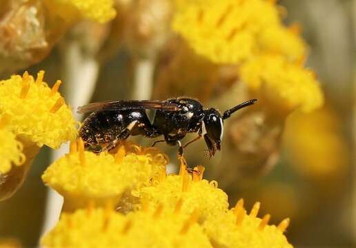 Image of Hylaeus nigritus (Fabricius 1798)