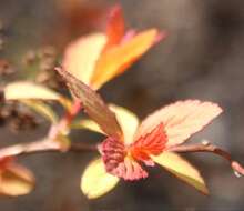 Image of Japanese meadowsweet