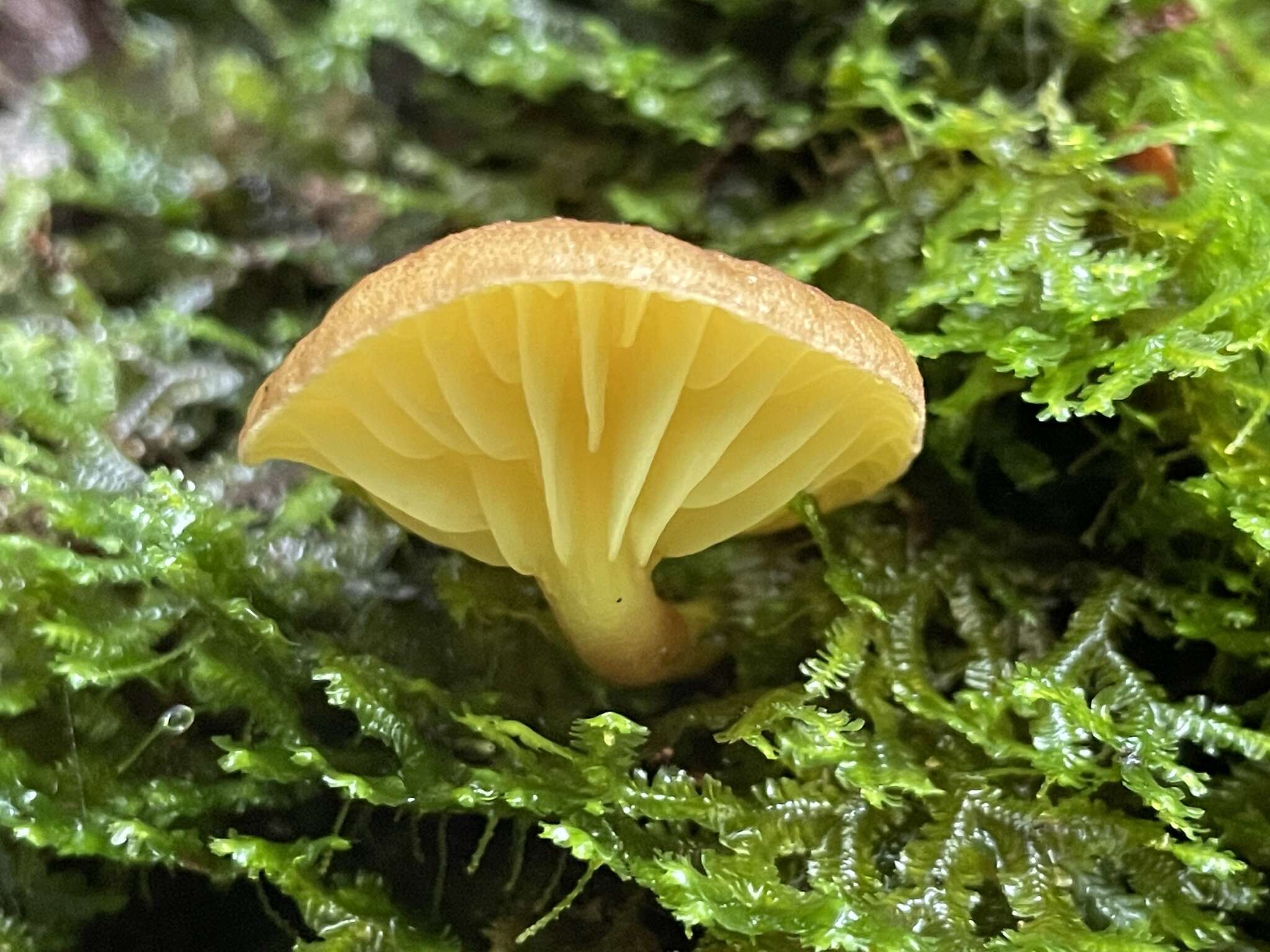 Imagem de Phylloporus bellus (Massee) Corner 1971