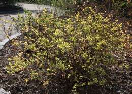 Image of Japanese meadowsweet