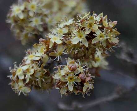 Image of silver buffaloberry