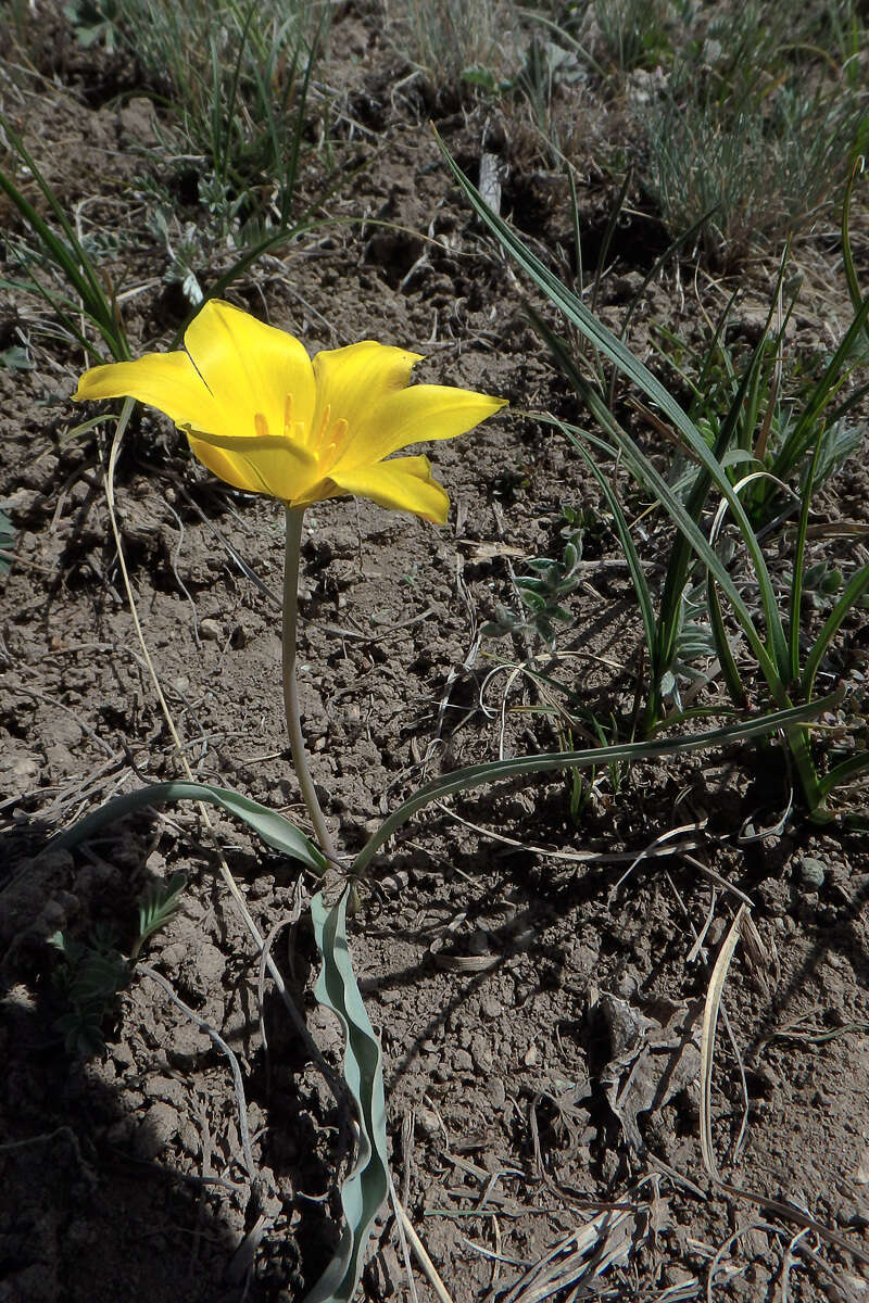 Image of Tulipa tetraphylla Regel