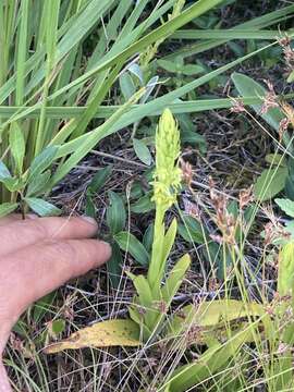 Image of Habenaria parviflora Lindl.