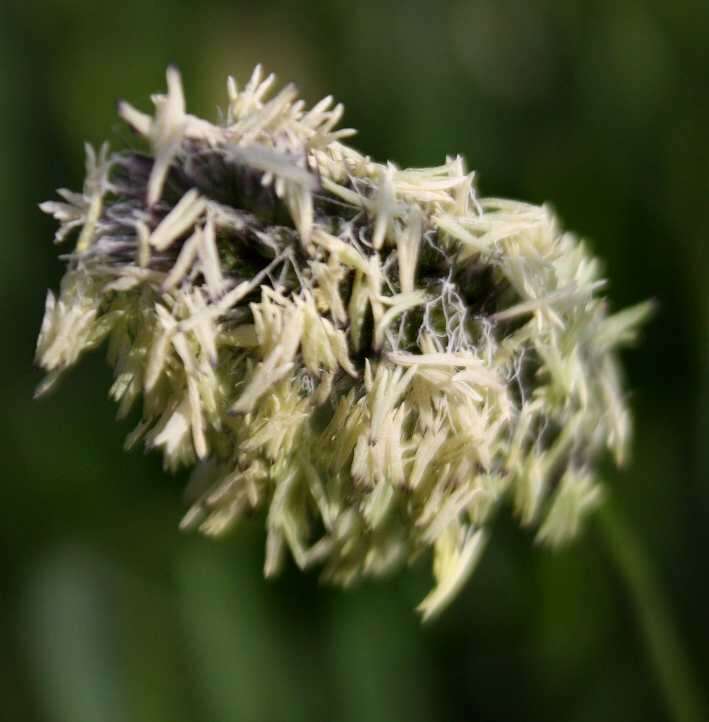 Image of Blue-green moor grass