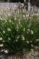 Image of Blue-green moor grass