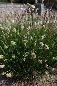 Image of Sesleria heufleriana Schur