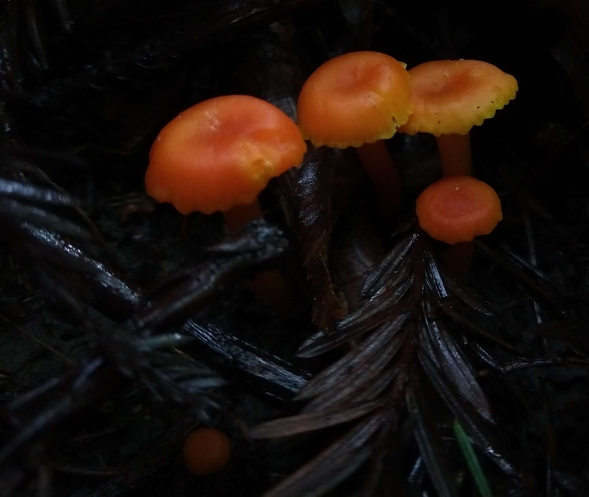 Image of Hygrocybe moseri Bon 1976