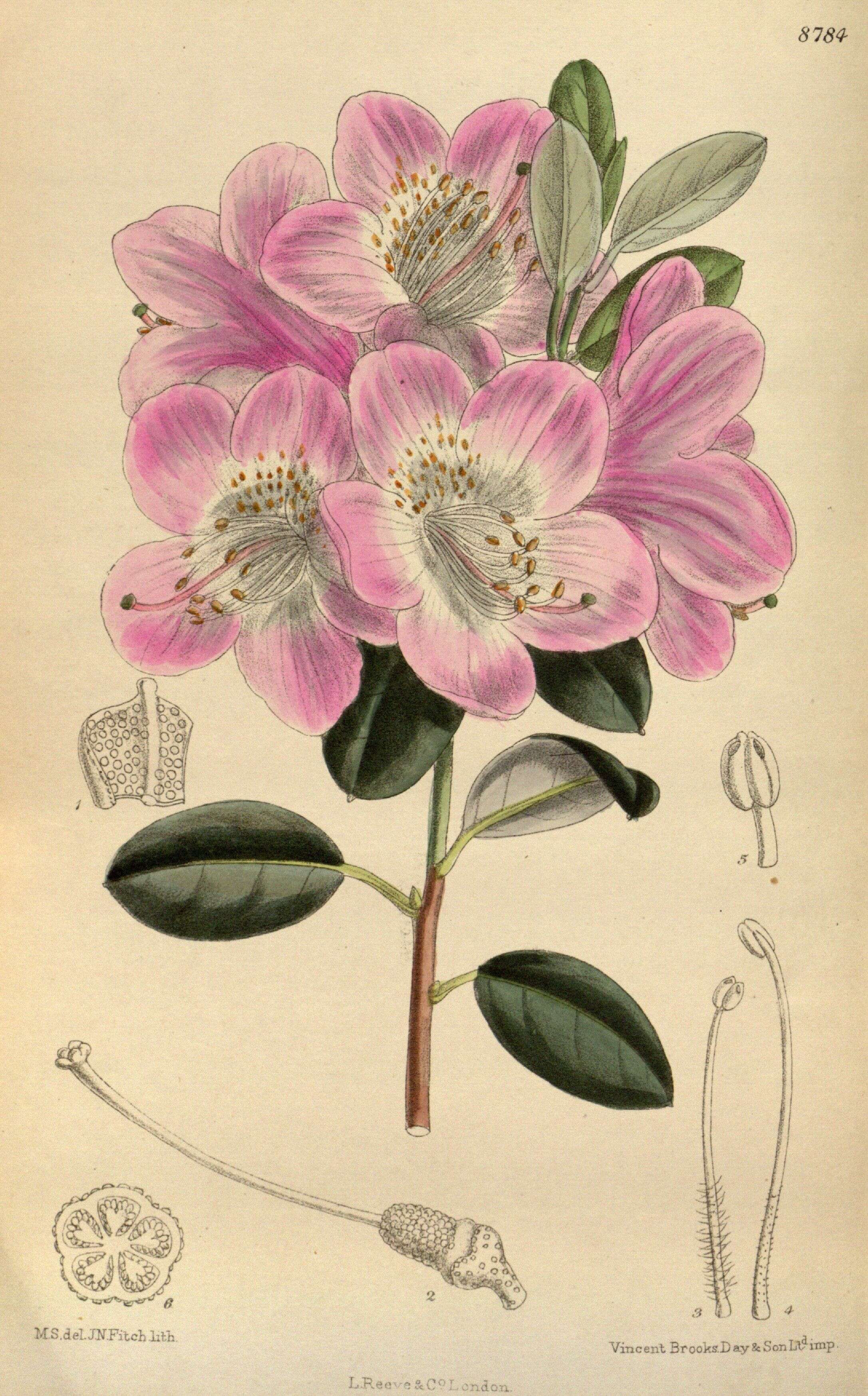 Imagem de Rhododendron oreotrephes W. W. Smith