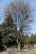 Image of black locust