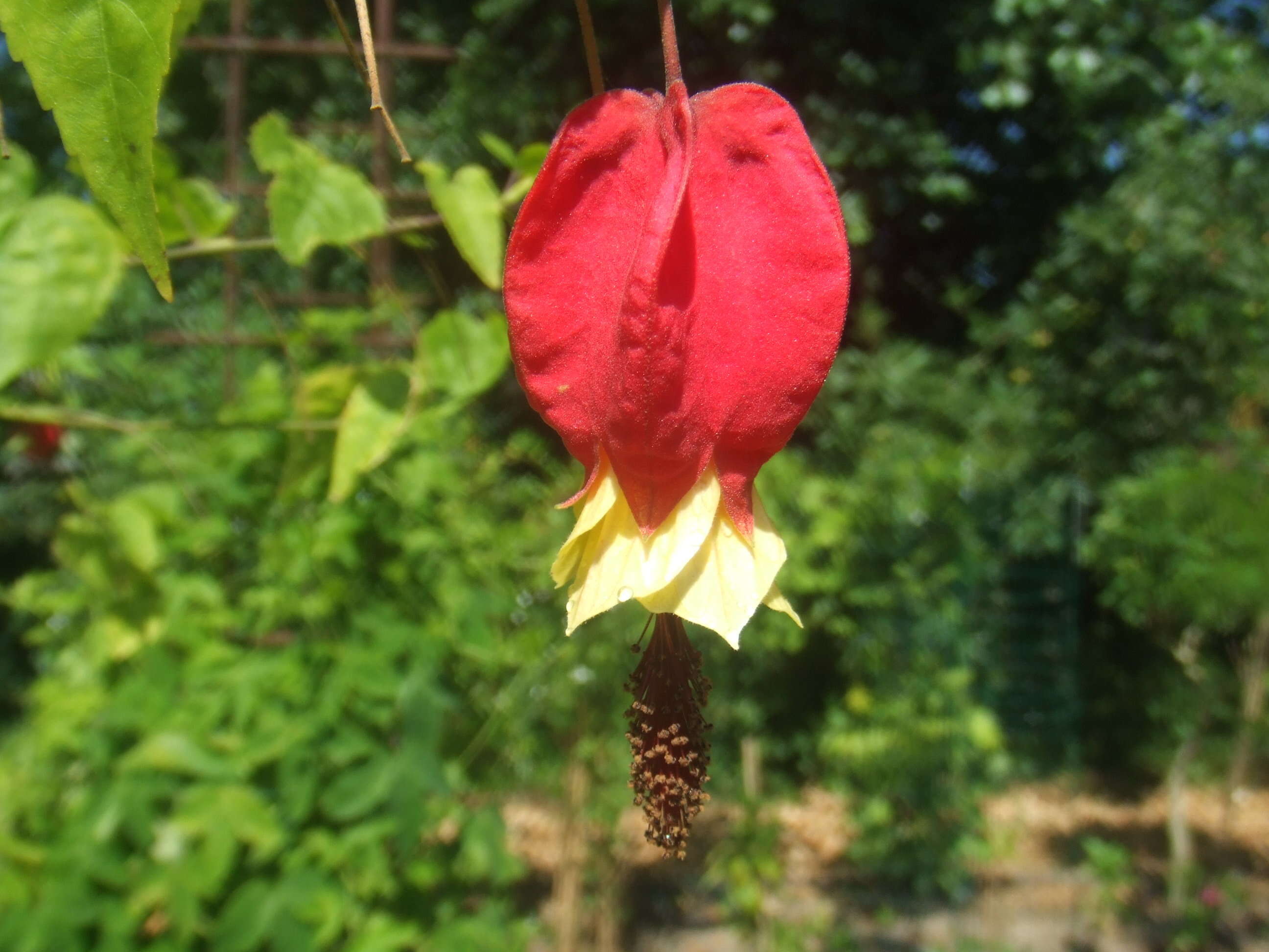 Image of trailing abutilon