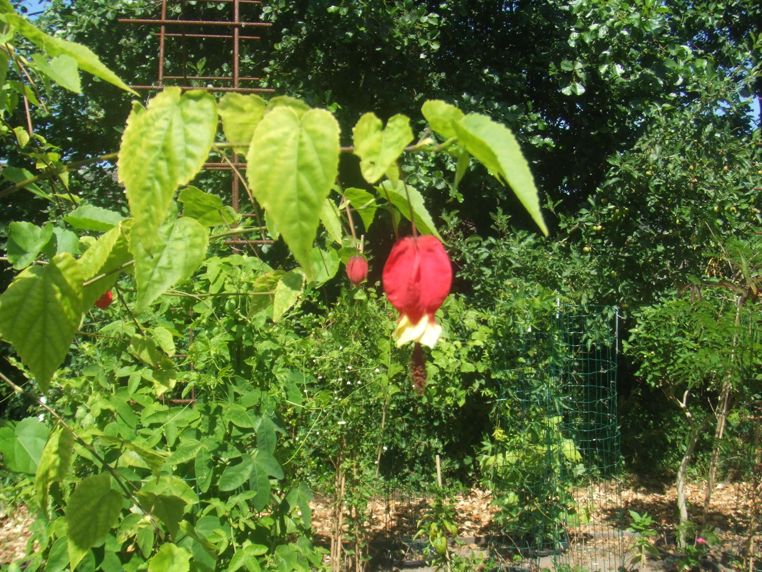 Image of trailing abutilon