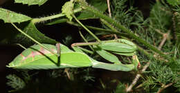 Image of African mantis