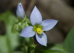 Image of Exacum pedunculatum L.