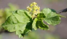 Image of Mountain Currant