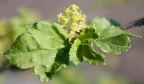 Image of Mountain Currant