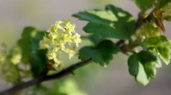 Image of Mountain Currant