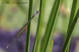 Image of Attentuated Bluet