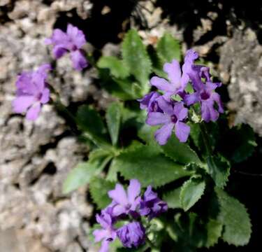 Image of Primula marginata Curtis