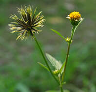 Image of hairy beggarticks