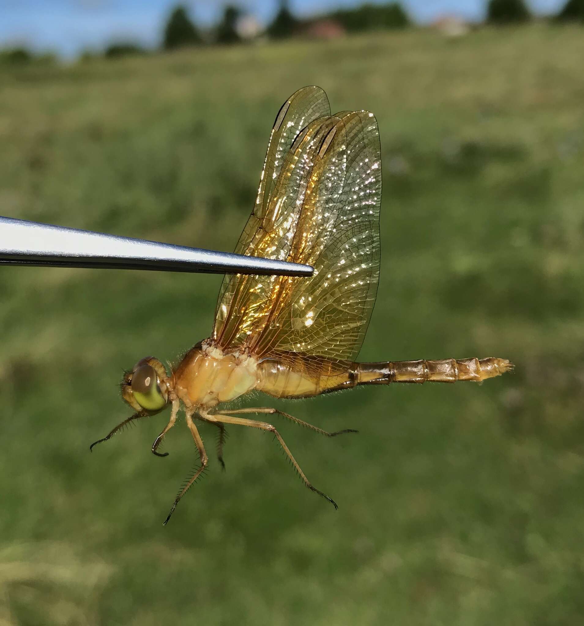 Image of Sympetrum croceolum (Selys 1883)