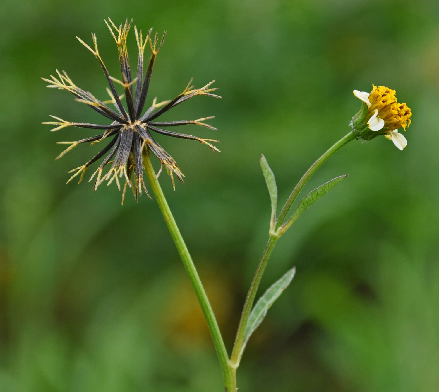 Image of hairy beggarticks