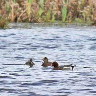 Image of American Wigeon