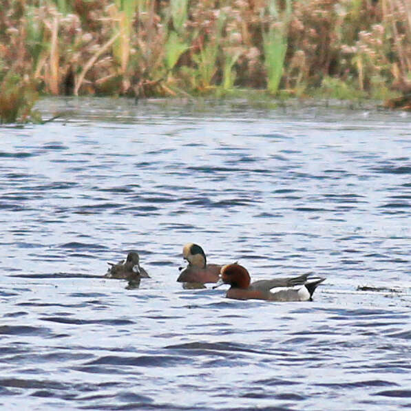 Image of American Wigeon