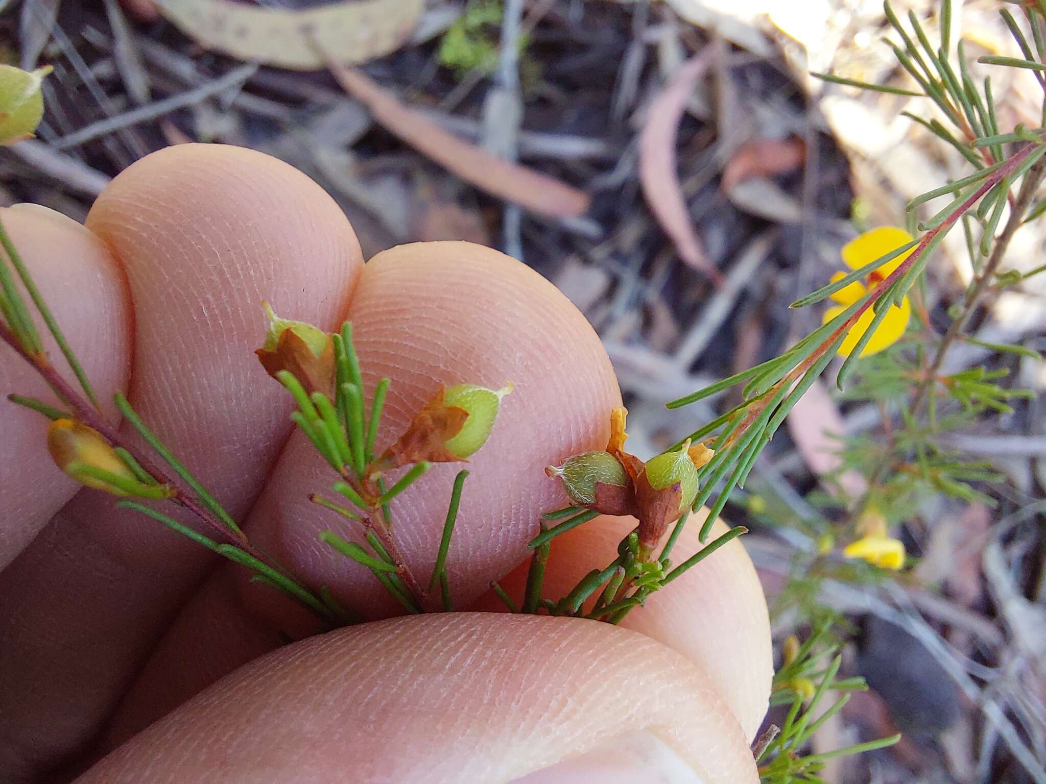 Image of Dillwynia tenuifolia DC.