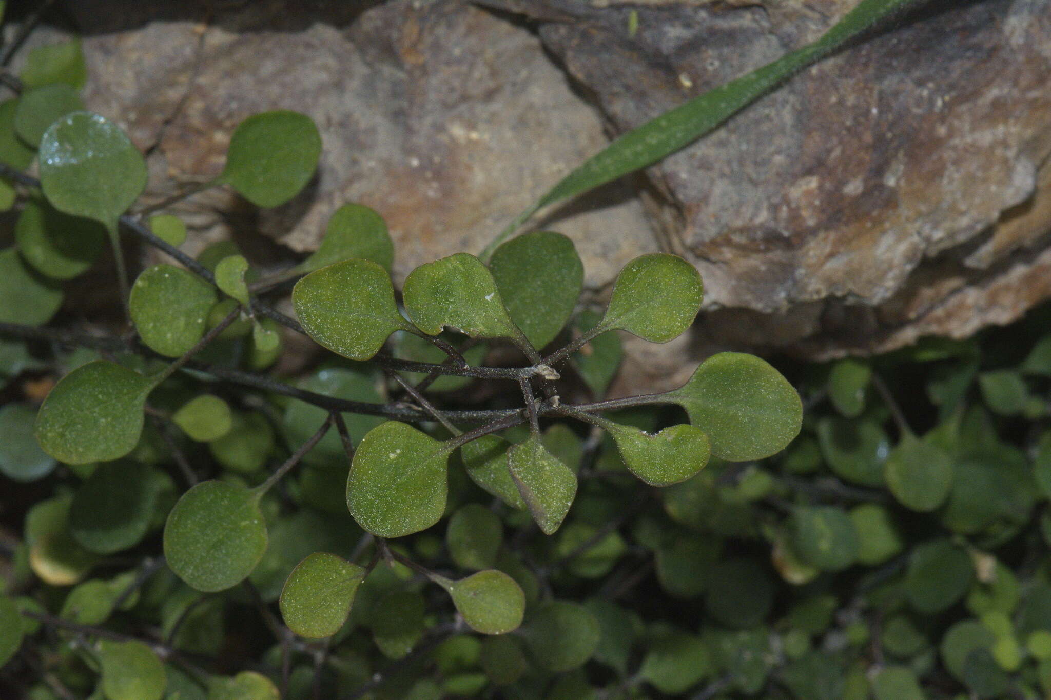 Image of Chenopodium allanii Aellen