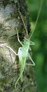 Image of Drumming Katydid