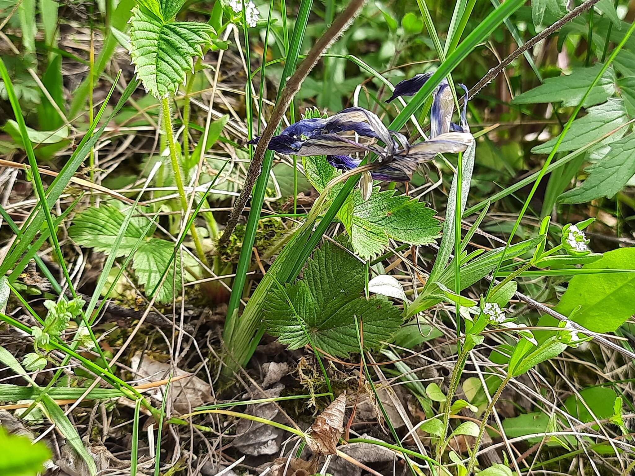 Plancia ëd Iris reticulata M. Bieb.