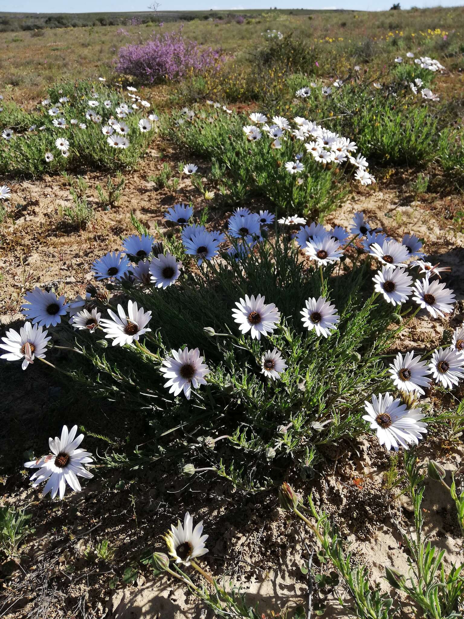 Image of Dimorphotheca nudicaulis (L.) DC.