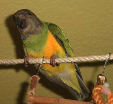 Image of Senegal Parrot