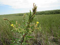 Image of evening primrose