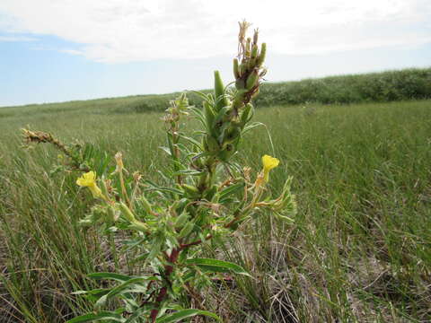 Image of Oakes' evening primrose