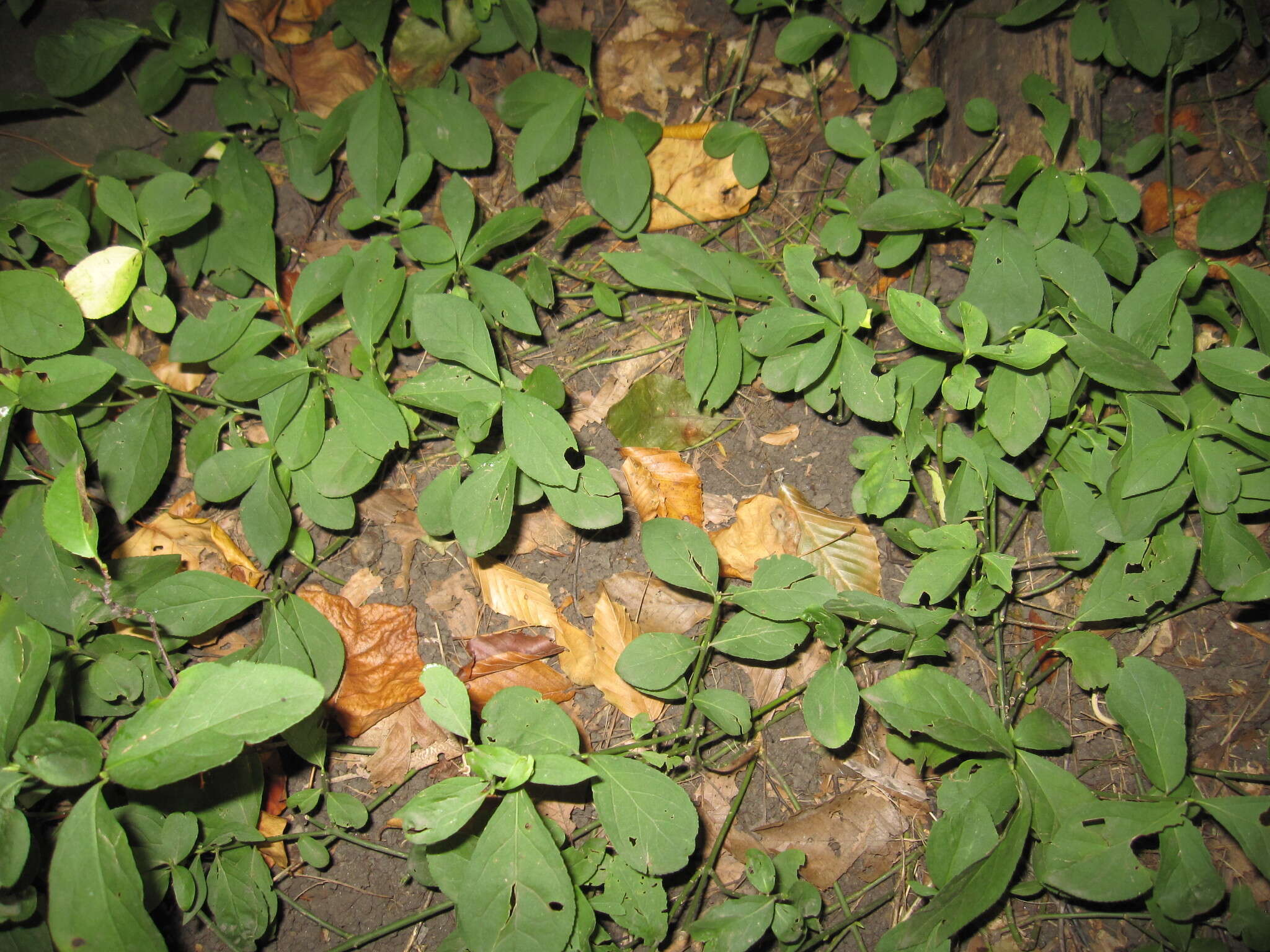 Imagem de Euonymus obovatus Nutt.