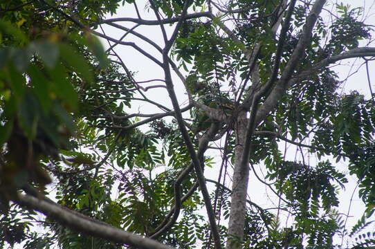 Image of Emerald Toucanet